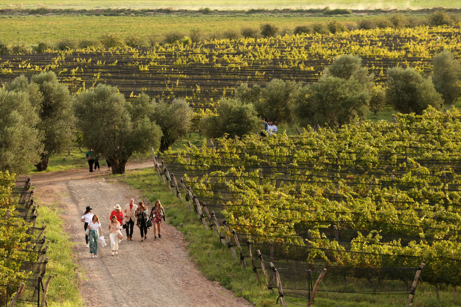 Bodega Alpamanta Mendoza Turismo