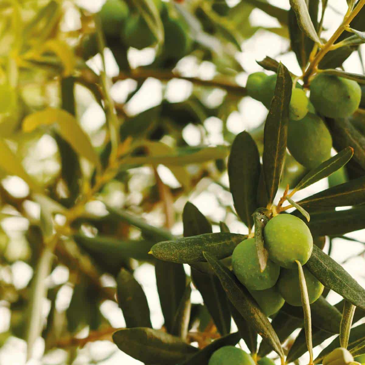 Olivabien mendoza olivos