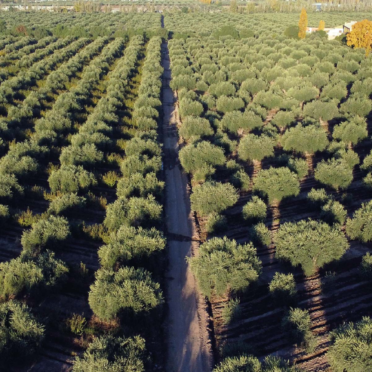 Olivabien plantacion olivos